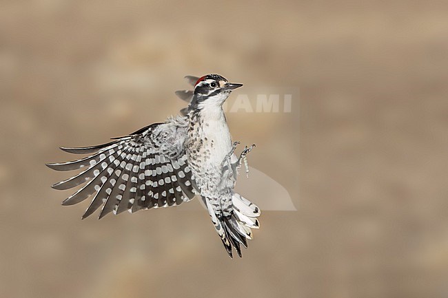 Adult male
Santa Barbara Co., CA
November 2022 stock-image by Agami/Brian E Small,