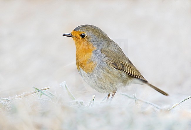European Robin (Erithacus rubecula) in Aosta valley, Italy. stock-image by Agami/Alain Ghignone,
