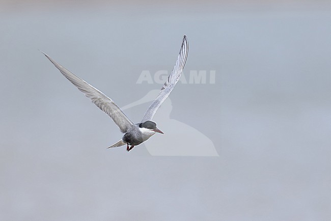 adult whiskered tern (chlidonias hybrida) in breeding plumage in flight, found at Buir Lake (Buir Nuur) in Dornod Aimag in Mongolia stock-image by Agami/Mathias Putze,