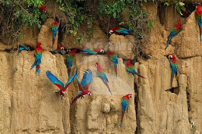 Birds of Peru, a Red-and-green Macaw clay lick with many macaws stock-image by Agami/Dubi Shapiro,