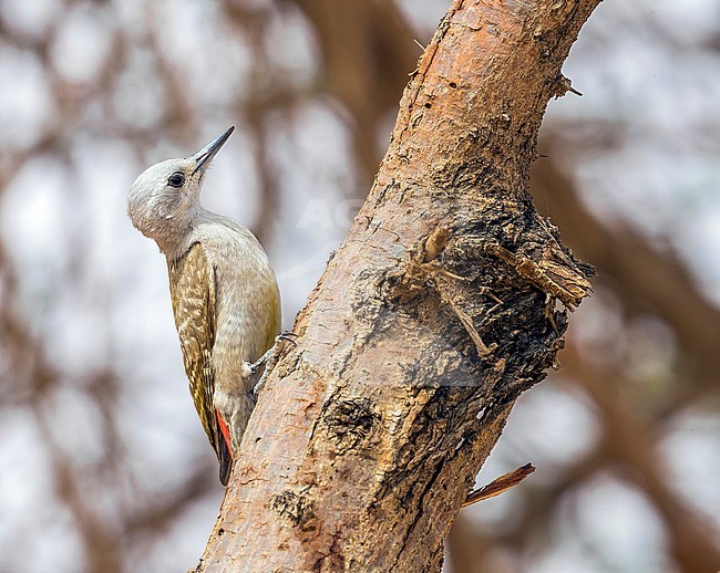 Female African Grey Woodpecker perched on a tree around 20km north-east of Ouadane, Adar, Mauritania, inside WP. April 07, 2018. stock-image by Agami/Vincent Legrand,