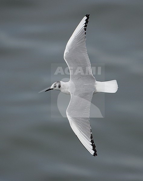 Adult winterkleed Kleine Kokmeeuw in vlucht, Adult winter Bonaparte's Gull in flight stock-image by Agami/Mike Danzenbaker,