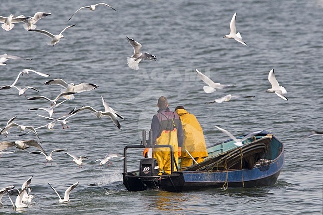 Vissers op het IJsselmeer Nederland, Fishermen at the IJsselmeer Netherlands stock-image by Agami/Wil Leurs,