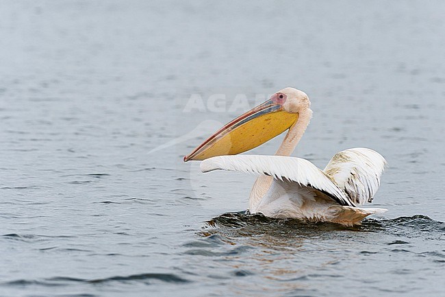 A Great white pelican, Pelecanus onocrotalus, with spread wings swimming on lake. Kenya, Africa. stock-image by Agami/Sergio Pitamitz,