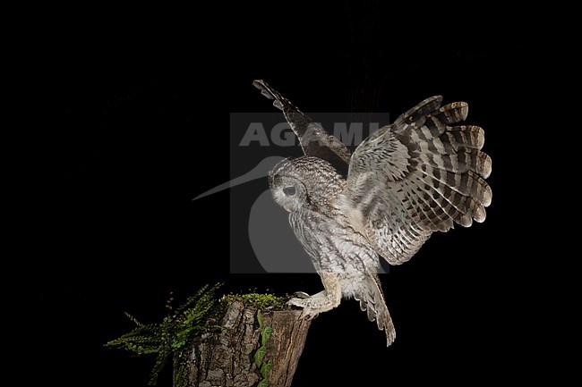 Tawny Owl (Strix aluco) in the Aosta valley in northern Italy. Standing on a old tree stump in a dark forest, with both wings outstretched, looking down. stock-image by Agami/Alain Ghignone,