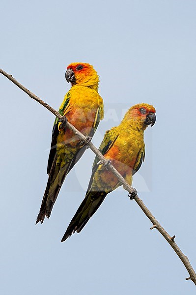 Pair of Sulphur-breasted Parakeet, Aratinga maculata, perched on a branch against blue sky - a rarely photographed species stock-image by Agami/Andy & Gill Swash ,