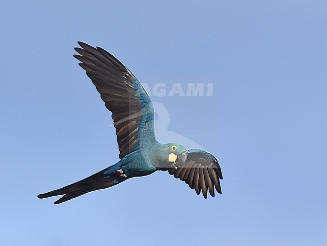 Endangered Lear's Macaw (Anodorhynchus leari), a very species with a highly restricted range in Brazil. stock-image by Agami/Laurens Steijn,