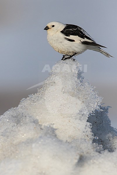 Adult male Snow Bunting (Plectrophenax nivalis nivalis) on a snow covered arctic tundra near Barrow in northern Alaska, United States. stock-image by Agami/Dubi Shapiro,