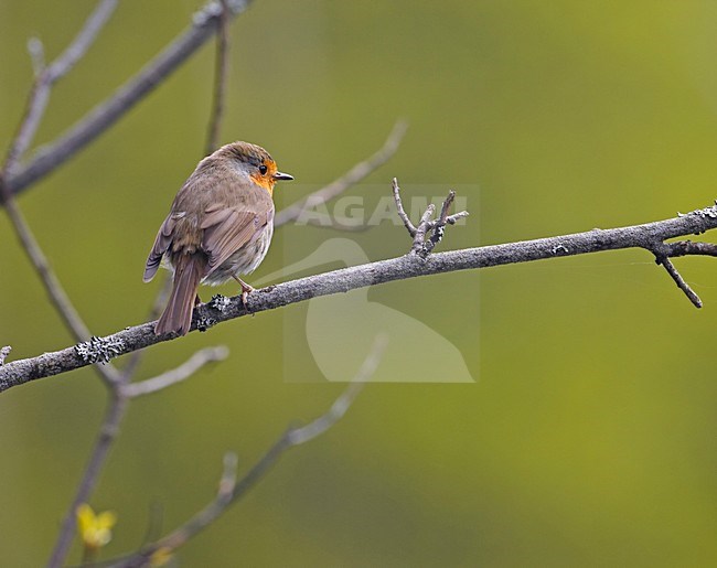 European Robin perched on a branch; Roodborst zittend op een tak stock-image by Agami/Markus Varesvuo,