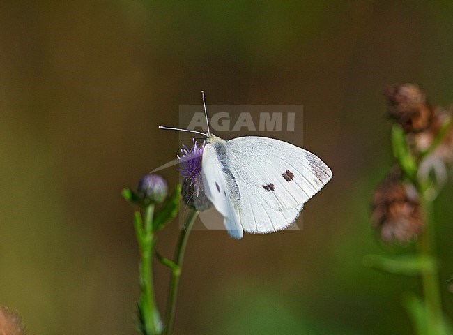 Small White, Pieris rapae, female stock-image by Agami/Dick Forsman,