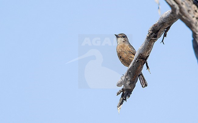 Female Pied Bushchat (Saxicola caprata) perched on a branch stock-image by Agami/Lennart Verheuvel,