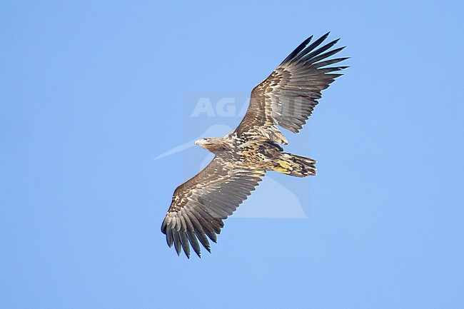 White-tailed Eagle (Haliaeetus albicilla), immature in flight seen from below, Finnmark, Norway stock-image by Agami/Saverio Gatto,