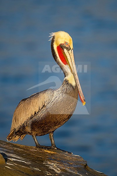Adult breeding
San Diego Co., CA
January 2020 stock-image by Agami/Brian E Small,
