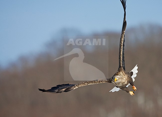 Zeearend, White-tailed Eagle stock-image by Agami/Marc Guyt,