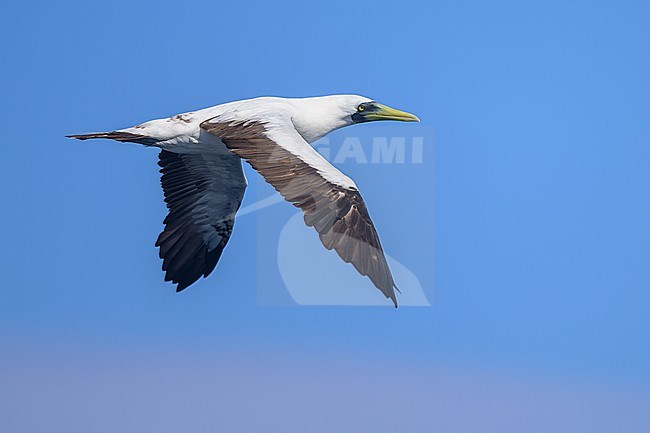 Masked Booby, Sula dactylatra, in flight. stock-image by Agami/Sylvain Reyt,