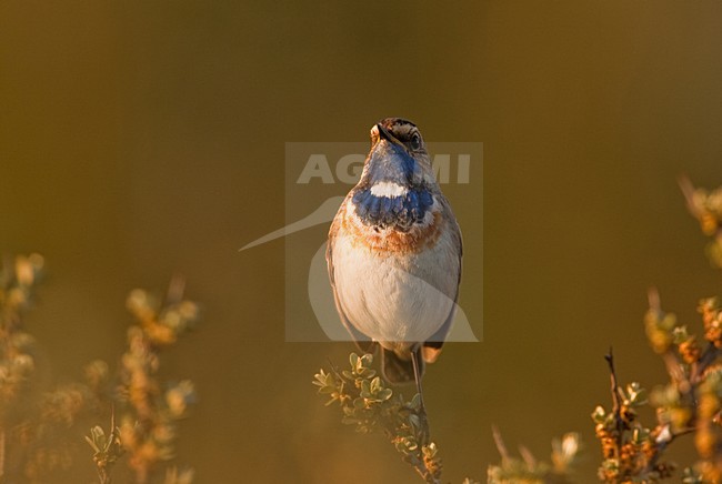 Blauwborst, White-spotted Bluethroat, Luscinia svecica stock-image by Agami/Menno van Duijn,