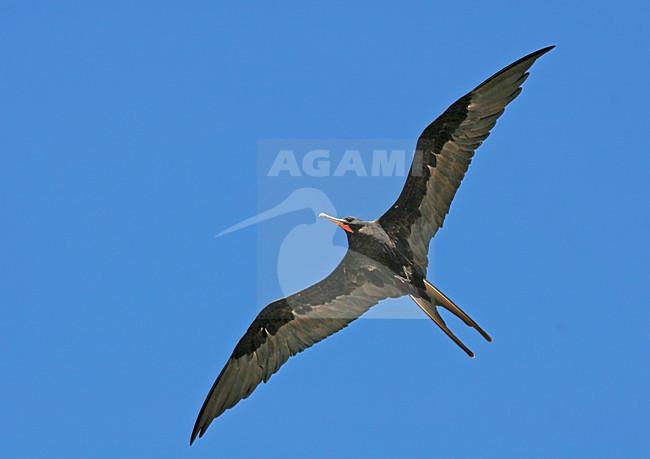 Vliegend mannetje Grote Fregatvogel, Great Frigatebird male in flight stock-image by Agami/Pete Morris,