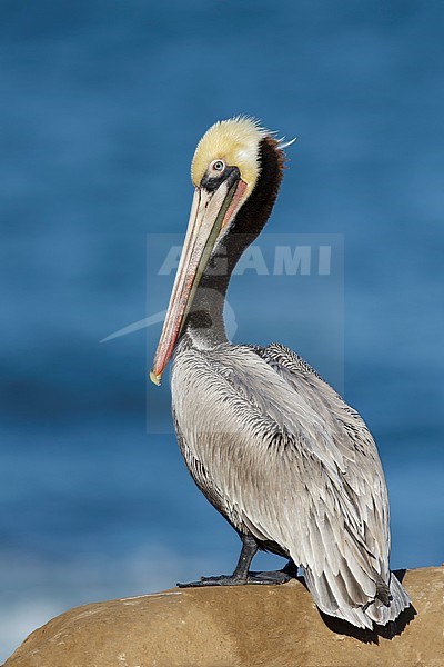 Adult Brown Pelican (Pelecanus occidentalis) in full breeding plumage along the coast of San Diego County, Caifornia, during winter. Full bird in view. stock-image by Agami/Brian E Small,
