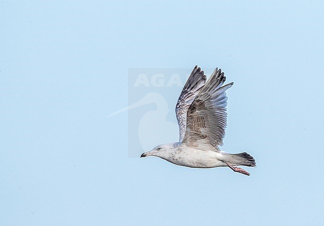 Second summer European Herring Gull (Larus argentatus) flying over the beach of Katwijk in the Netherlands, during early summer. stock-image by Agami/Marc Guyt,