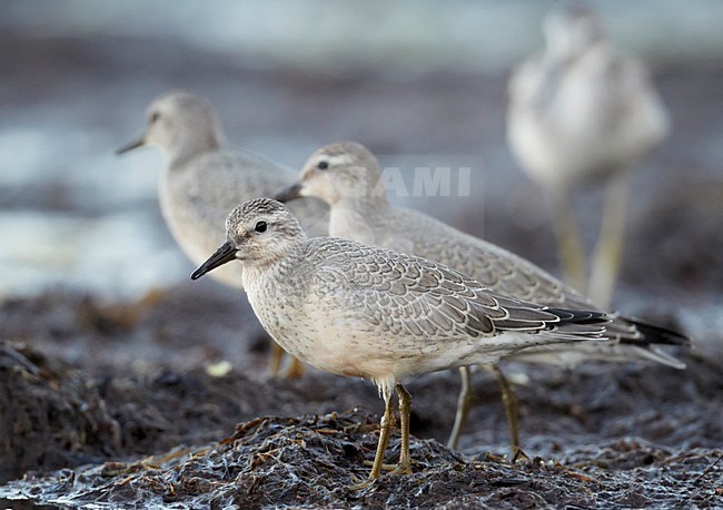 Juveniele Kanoet; Juvenile Red Knot stock-image by Agami/Markus Varesvuo,