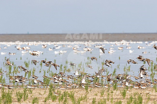 A group of flying waders made up of Dunlin, Common Ringed Plover and Curlew Sandpipers with in the back groups of Common Shelduck and gulls on the Wadden Sea. stock-image by Agami/Jacob Garvelink,