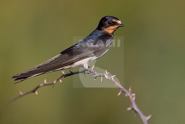 Barn Swallow (Hirundo rustica) in Italy. stock-image by Agami/Daniele Occhiato,