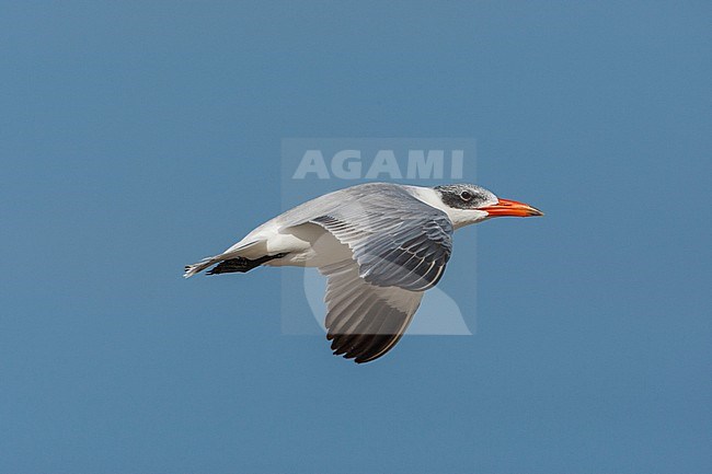 Caspian Tern in flight stock-image by Agami/Wil Leurs,
