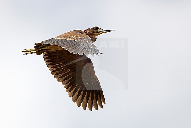 Juvenile White-backed Night Heron (Gorsachius leuconotus) in flight in the Gambia. stock-image by Agami/Harvey van Diek,