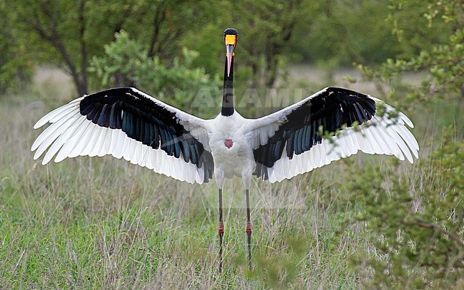 Adult Saddle-billed Stork (Ephippiorhynchus senegalensis) in South Africa. Standing with spread wings. stock-image by Agami/Dani Lopez-Velasco,