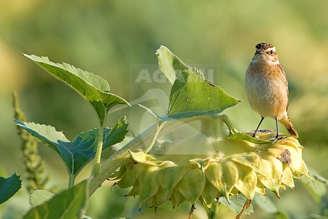 Juveniel Paapje op zonnebloem; Juvenile Winchat on sunflower stock-image by Agami/Daniele Occhiato,
