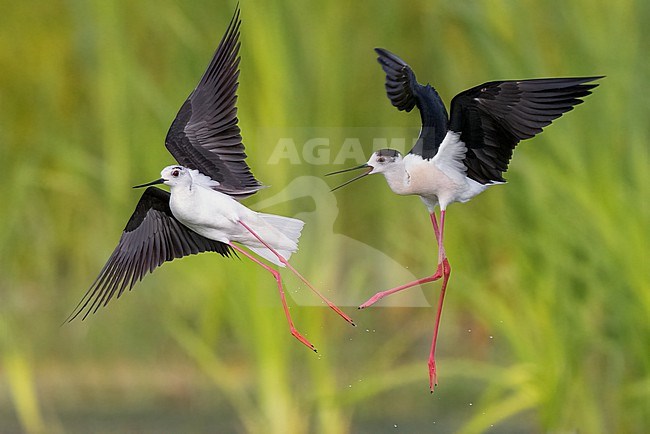 Black-winged Stilt (Himantopus himantopus), two adults chasing each other in flight, Campania, Italy stock-image by Agami/Saverio Gatto,