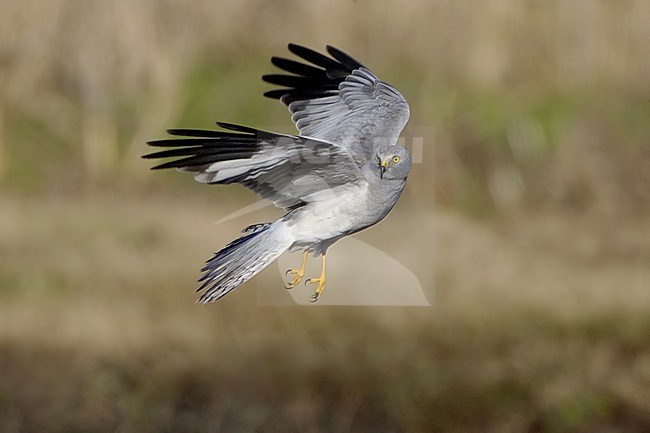 Male Hen Harrier (, Circus cyaneus) hanging in mid air in Italy. stock-image by Agami/Daniele Occhiato,