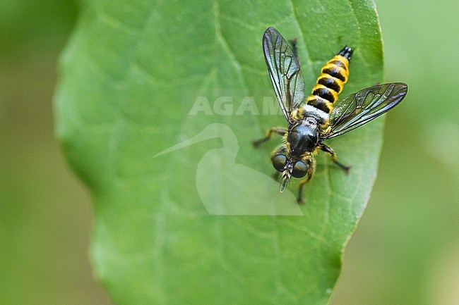 Choerades fimbriata - Fransen-Mordfliege, Germany (Baden-Württemberg), imago, male stock-image by Agami/Ralph Martin,