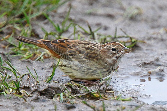 First-winter Chestnut Bunting (Emberiza rutila) on Papa Westray, Orkney, Scotland. Extreme rare vagant from Asia. Seen from the side. stock-image by Agami/Steve Gantlett,
