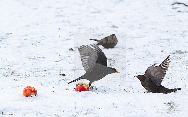 Pair of Common Blackbird (Turdus merula merula) fighting over apples in snow at Holte, Denmark stock-image by Agami/Helge Sorensen,