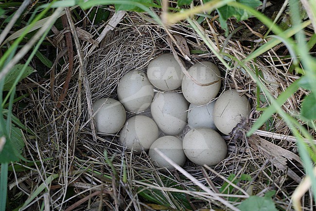 Common Pheasant (Phasianus colchicus) nest in grass with 10 eggs near Roskilde, Denmark stock-image by Agami/Helge Sorensen,