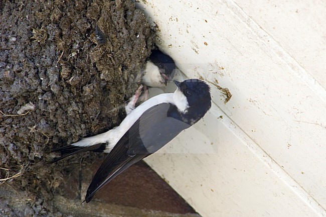 House Martin a pair on nest, Huiszwaluw paartje op nest stock-image by Agami/Wil Leurs,