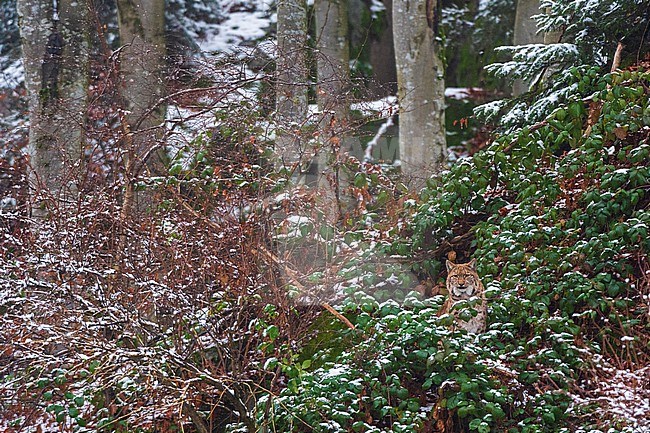 A European lynx, Lynx lynx, hiding in a snow-dusted forest. Bayerischer Wald National Park, Bavaria, Germany. stock-image by Agami/Sergio Pitamitz,