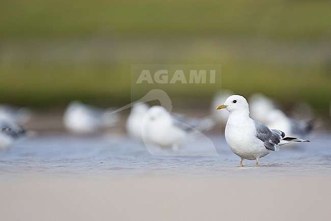 Mew Gull (Larus canus) Germany, adult stock-image by Agami/Ralph Martin,