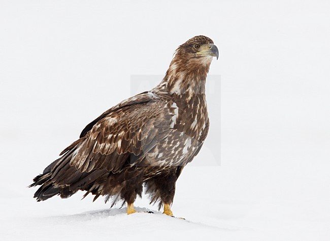 Zeearend onvolwassen zittend in sneeuw; White-tailed Eagle immature perched in snow stock-image by Agami/Markus Varesvuo,