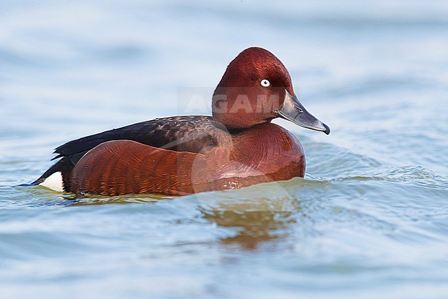 Male Ferruginous Duck, Aythya nyroca, swimming on a lake in Italy. stock-image by Agami/Daniele Occhiato,