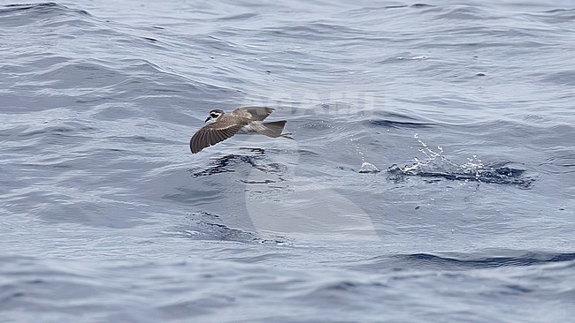 White-faced Storm-Petrel (Pelagodroma marina) flying over Bank de la Conception, off Lanzarote, Canary Islands, Spain. stock-image by Agami/Vincent Legrand,