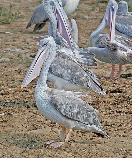 Pink-backed pelican (Pelecanus rufescens) in Uganda. Resting on the shore of a large lake. stock-image by Agami/Pete Morris,