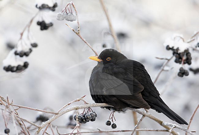 Mannetje Merel in de sneeuw; Male European Blackbird in snow stock-image by Agami/Markus Varesvuo,