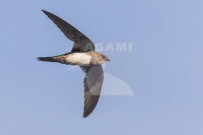 Alpine Swift (Tachymarptis melba), side view of an individual in flight, Campania, Italy stock-image by Agami/Saverio Gatto,