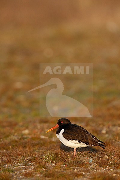 Scholekster in de ochtendzon; Oystercatcher in a morning sun stock-image by Agami/Chris van Rijswijk,
