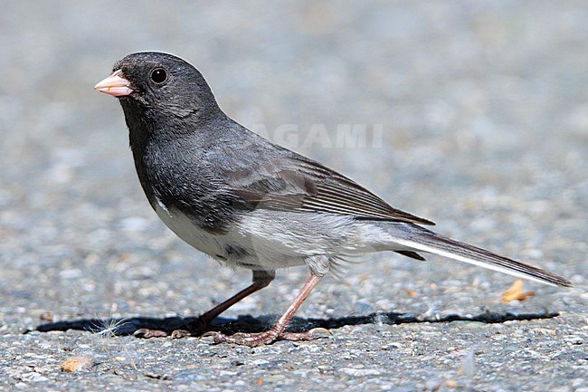 Dark-eyed Junco (Junco hyemalis hyemalis) taken the 18/06/2022 at Anchorage - Alaska. stock-image by Agami/Nicolas Bastide,