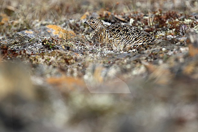 Female Alaskan Rock Ptarmigan (Lagopus muta kelloggae) in Alaska, United States. stock-image by Agami/Dani Lopez-Velasco,