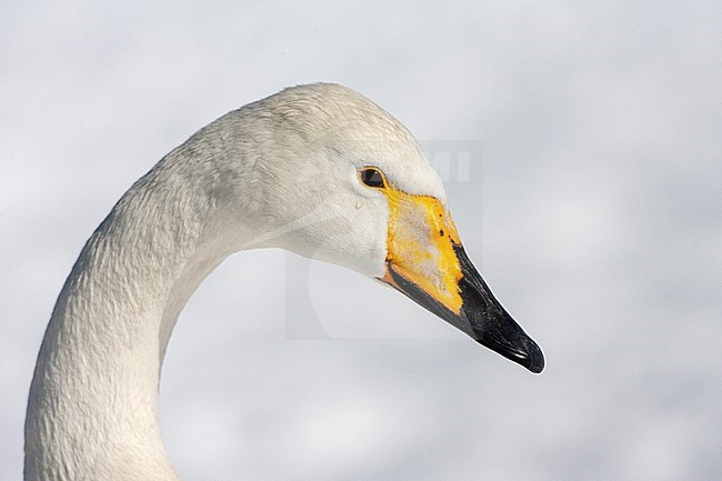 Closeup of a sad looking Whooper Swan (Cygnus cygnus) wintering in Japan. stock-image by Agami/Marc Guyt,