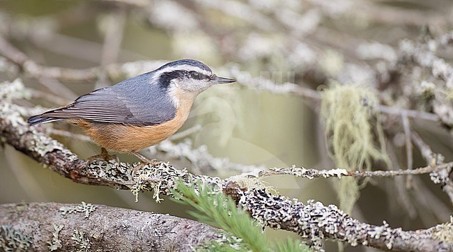 Autumn female (type) Red-breasted Nuthatch, Sitta canadensis, in North America. stock-image by Agami/Ian Davies,